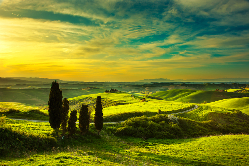 7)-Cypress-trees,-green-field